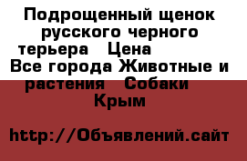 Подрощенный щенок русского черного терьера › Цена ­ 35 000 - Все города Животные и растения » Собаки   . Крым